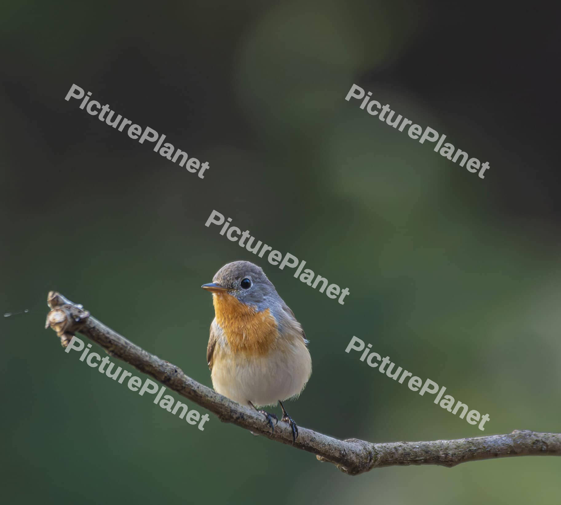 Red-breasted flycatcher sitting on a tree branch